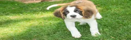 Saint Bernard dogs for sale: Wendeline Saint Bernard  - Ad 2
