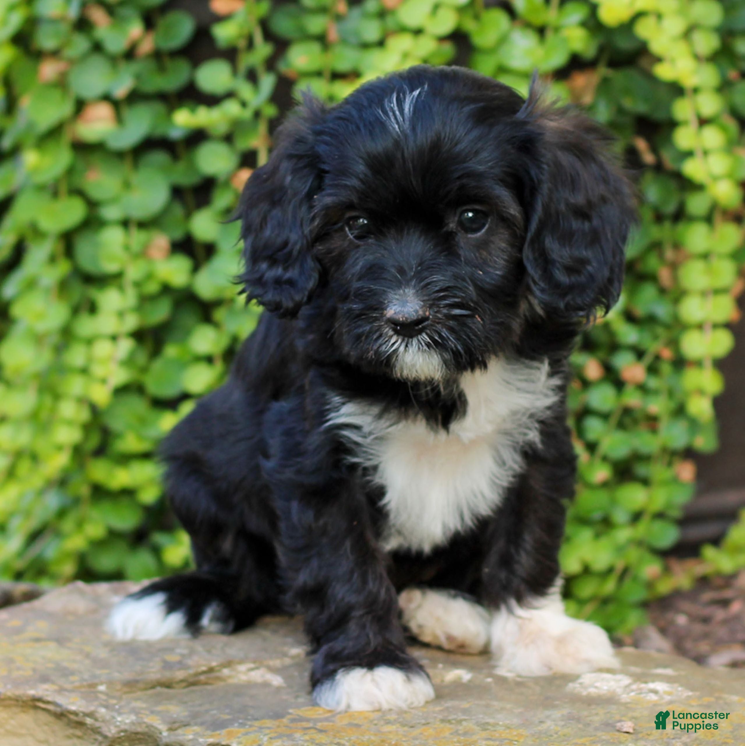Cavapoo dogs Donna  - Ad 1
