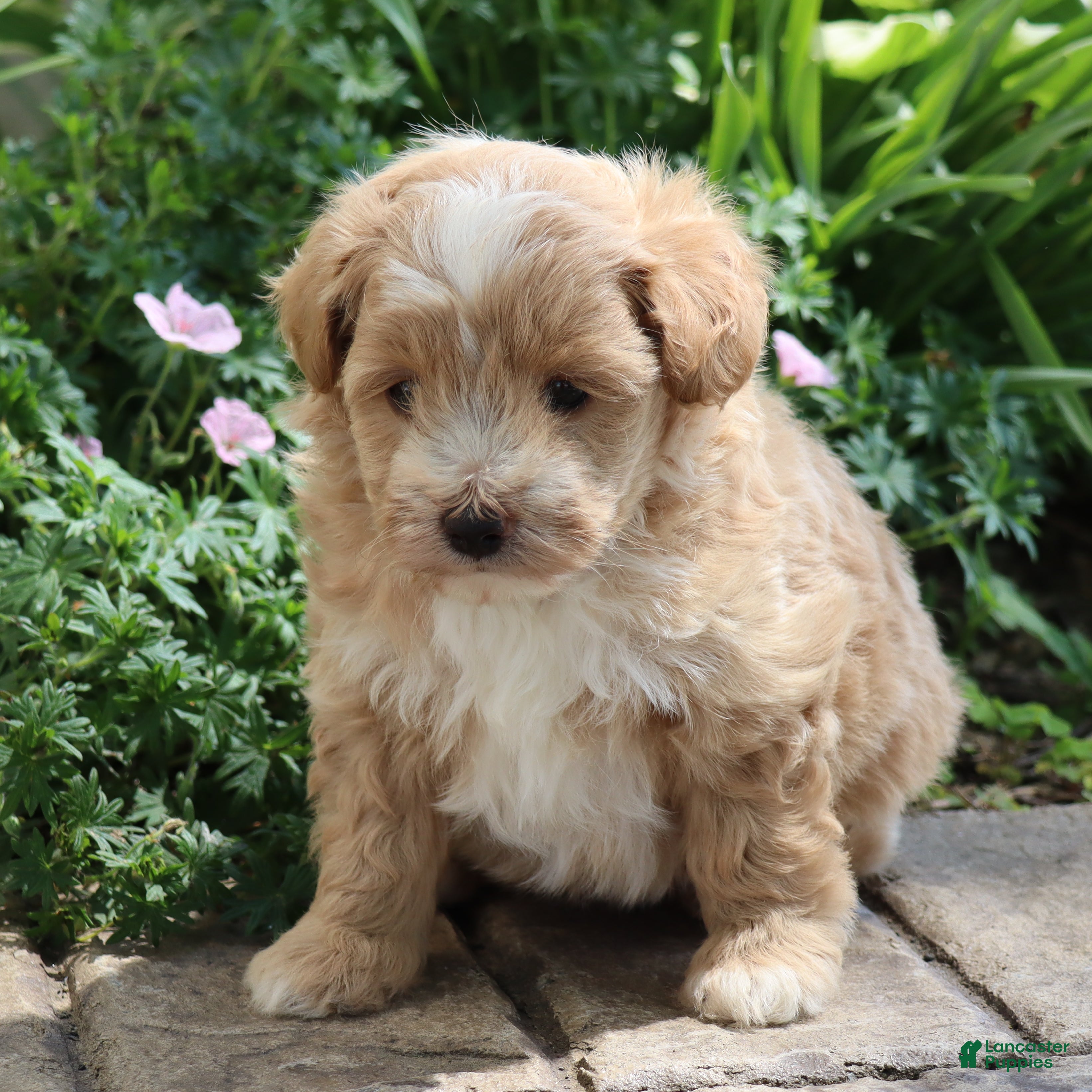 Mini Goldendoodle dogs Jamie - Ad 2