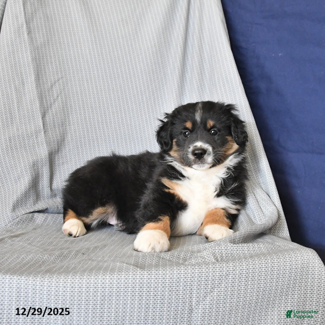 Australian Shepherd dogs for sale: Rover - Ad 2