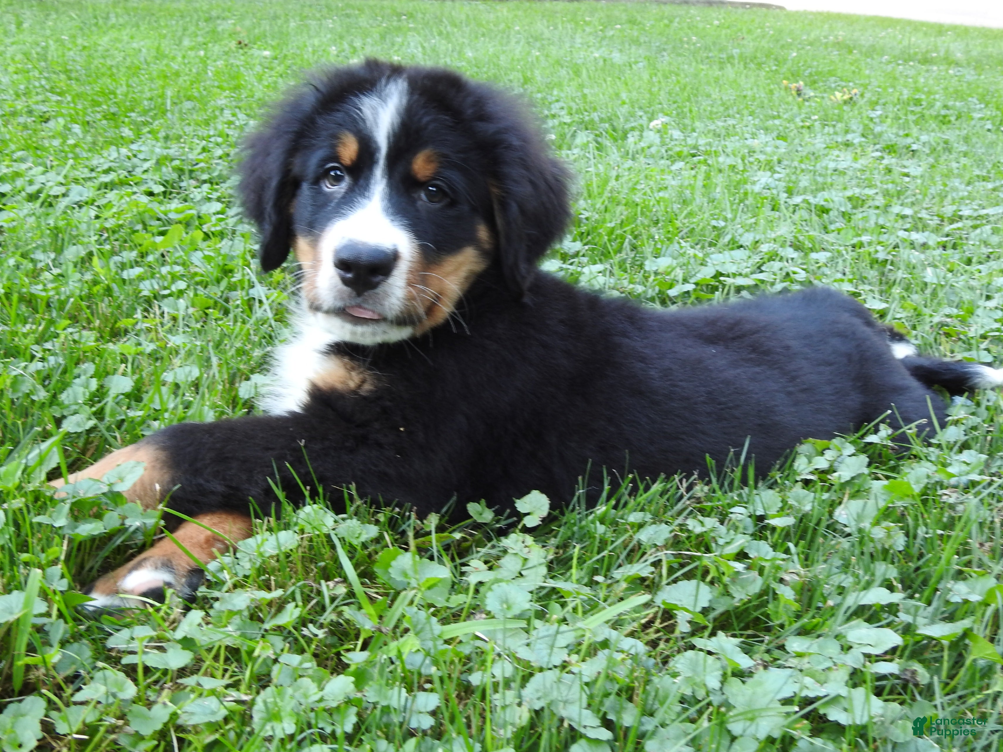 Bernese Mountain Dog dogs Arnold - Ad 1