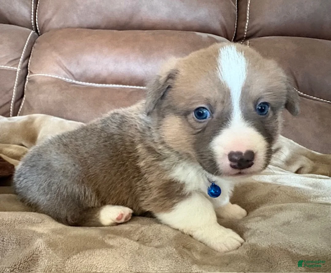 Welsh Corgi Pembroke dogs for sale: Welsh Corgi Pembroke Puppy 1 - Blue Collar Boy - Ad 2