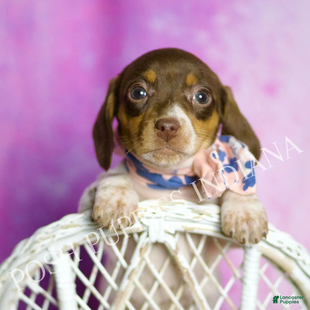 Miniature Dachshund dogs for sale: Sapphire - Ad 1