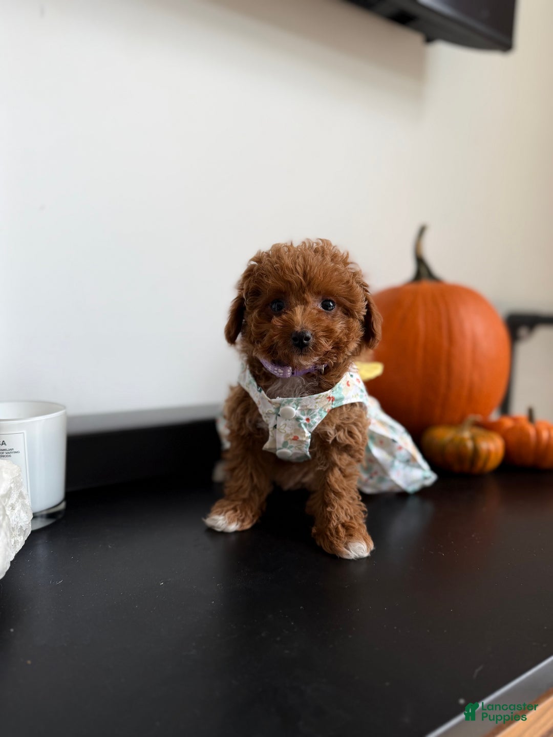 Toy Poodle dogs for sale: Teacup Kimmy - Ad 1