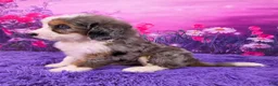 Mini Bernedoodle dogs for sale: Caesar - Ad 3