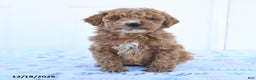 Miniature Poodle dogs for sale: Birdie - Ad 3