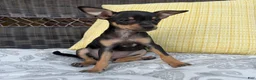Chihuahua dogs for sale: Brenda - Ad 1