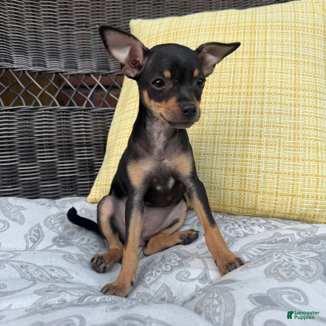 Chihuahua dogs for sale: Brenda - Ad 1