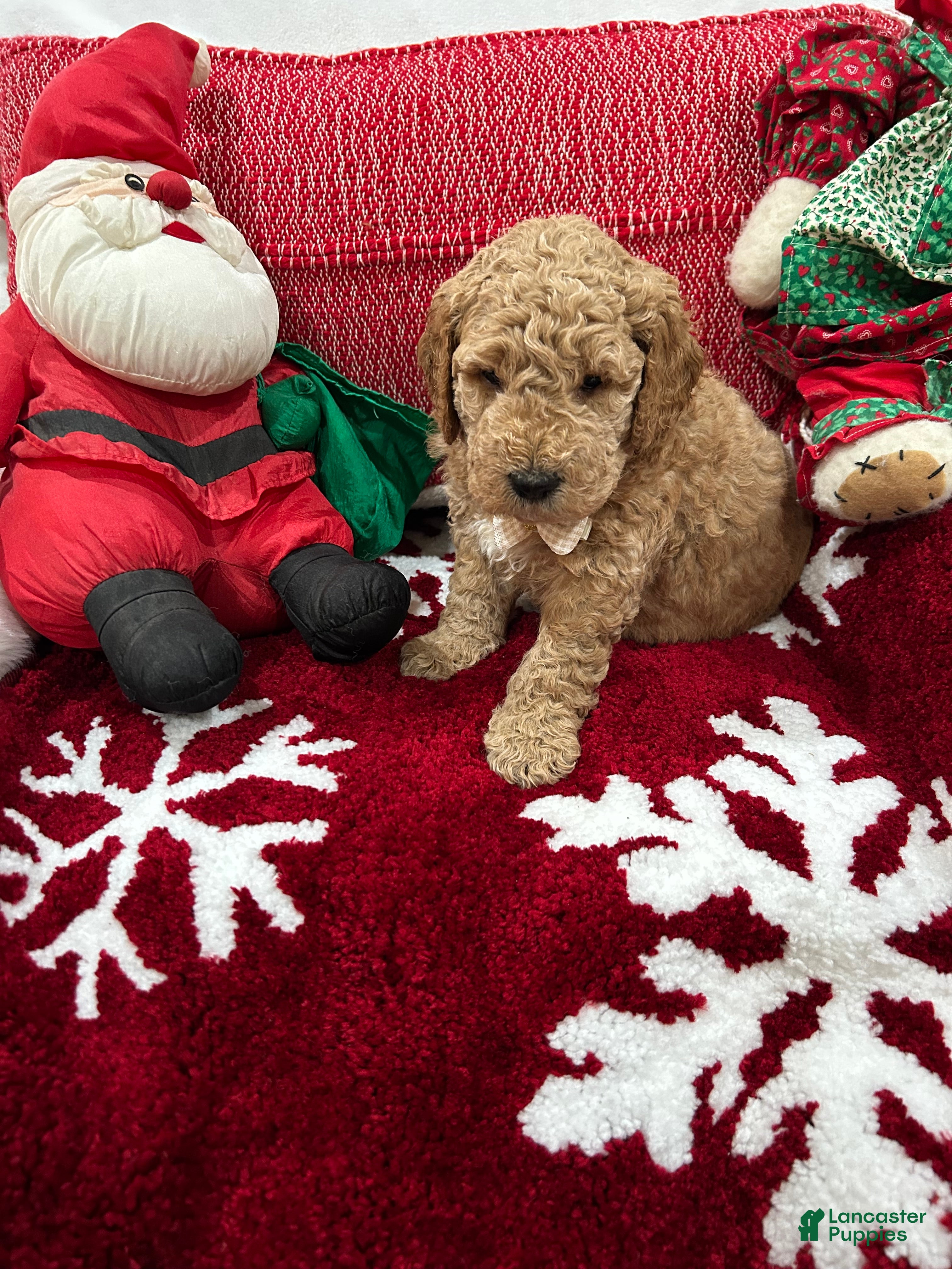 Mini Goldendoodle dogs Mini Goldendoodle Peanut Butter - Ad 1