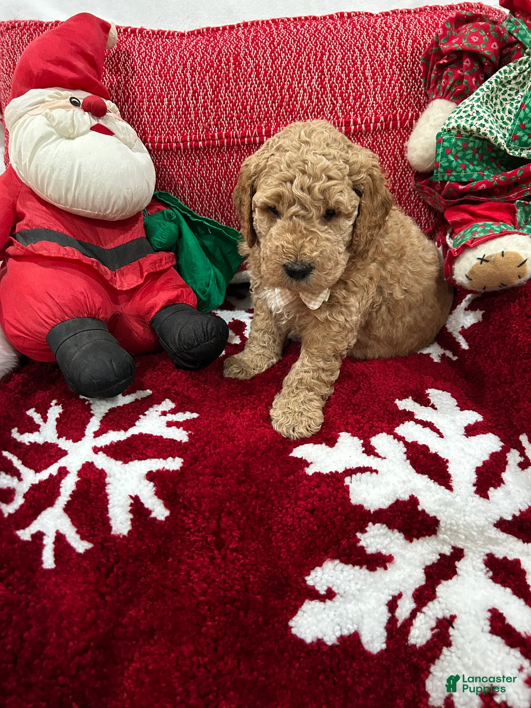 Mini Goldendoodle dogs for sale: Mini Goldendoodle Peanut Butter - Ad 1