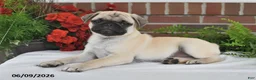 Pug dogs for sale: Sunshine - Ad 5