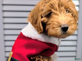 Mini Aussiedoodle dogs Hazel - Ad 31