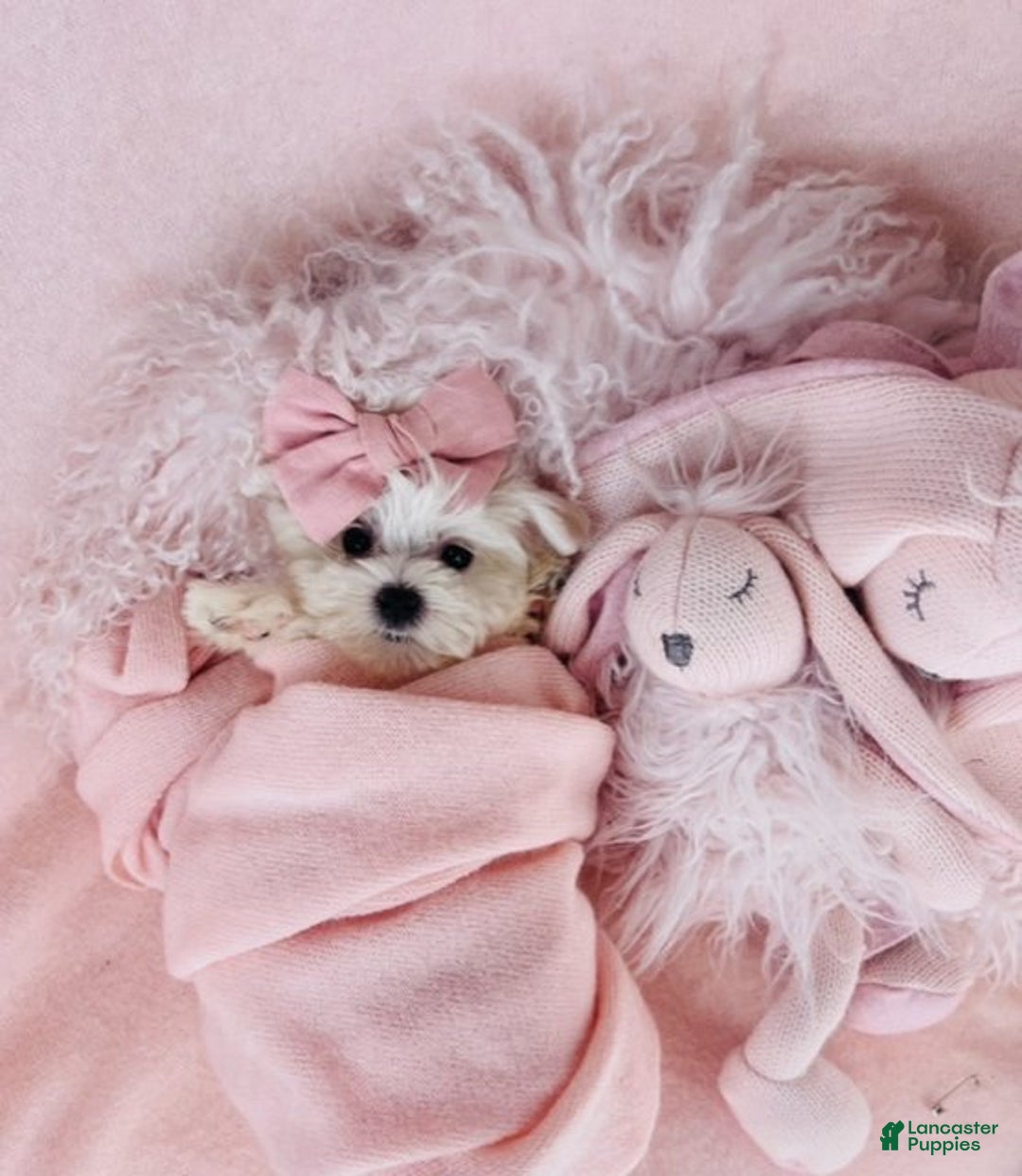 Maltese dogs for sale: Meet Myrta! Maltese Puppy - Ad 2