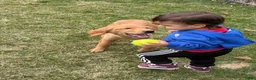 Golden Retriever dogs for sale: Prince - Ad 9