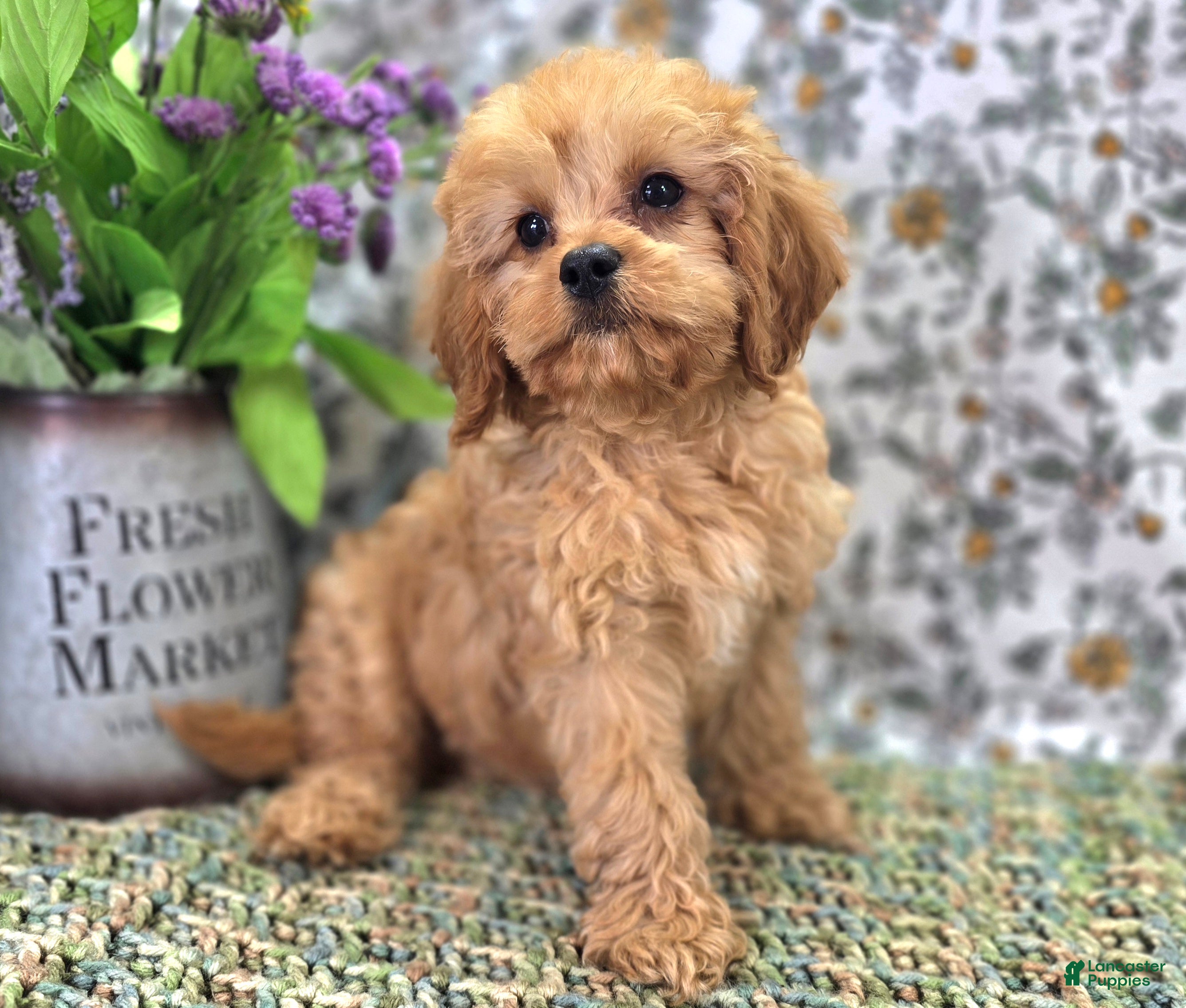 Cavapoo dogs Slate - Ad 10