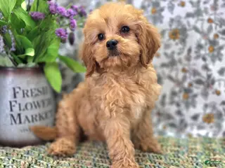 Cavapoo dogs Slate - Ad 10