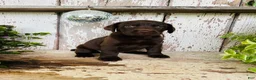 Labrador Retriever dogs for sale: Farah  - Ad 6
