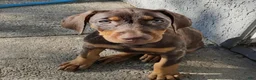 Doberman Pinscher dogs for sale: Doberman Pinscher 1 - Ad 6