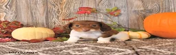 Dachshund dogs for sale: Candy - Ad 3