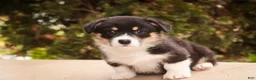 Welsh Corgi Pembroke dogs for sale: Zane - Ad 5