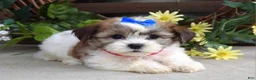 Teddy Bear dogs for sale: Iris - Ad 9