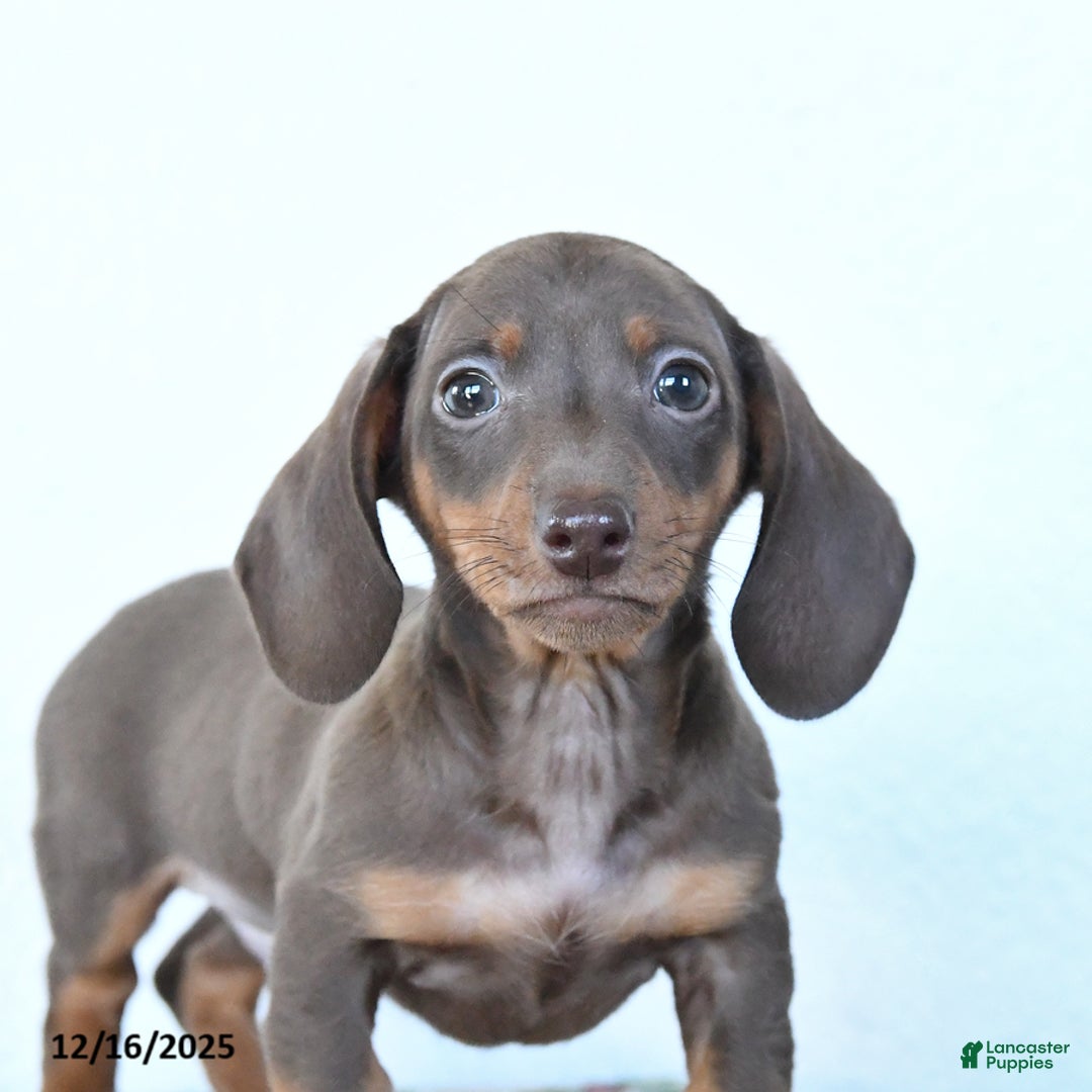 Miniature Dachshund dogs for sale: Scout - Ad 4