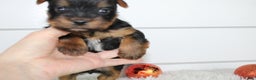 Yorkshire Terrier dogs for sale: CARTER - Ad 5
