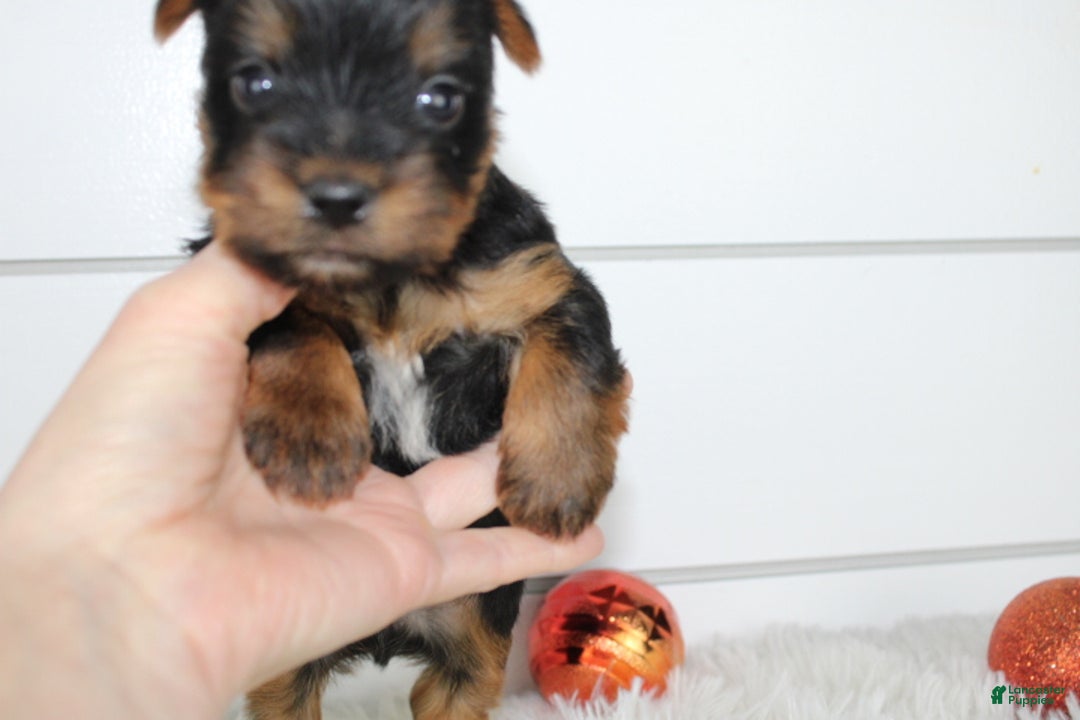 Yorkshire Terrier dogs for sale: CARTER - Ad 5