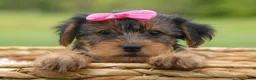 Yorkshire Terrier dogs for sale:  Betsy 🐶 - Ad 14