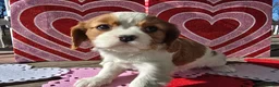 Cavalier King Charles Spaniel dogs for sale: Dakota - Ad 16