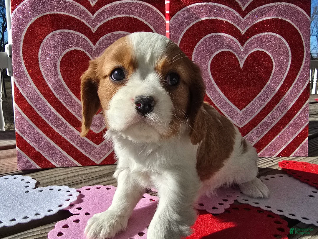 Cavalier King Charles Spaniel dogs for sale: Dakota - Ad 16