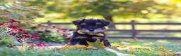 Miniature Schnauzer dogs for sale: Trevor - Ad 1