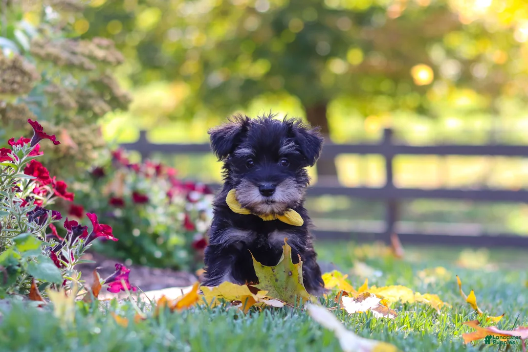 Miniature Schnauzer dogs for sale: Trevor - Ad 1