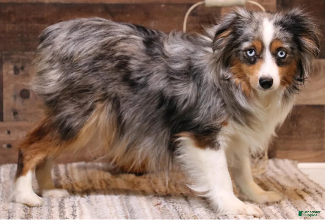 Toy Australian Shepherd dogs for sale: Rollo - Ad 2