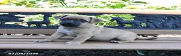 Jug dogs for sale: Cooper - Ad 4