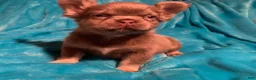 French Bulldog dogs for sale: Teddy  - Ad 5