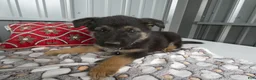 German Shepherd dogs for sale: German Shepherd 5 Shena - Ad 3