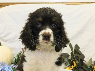 Cocker Spaniel dogs - Ad 37