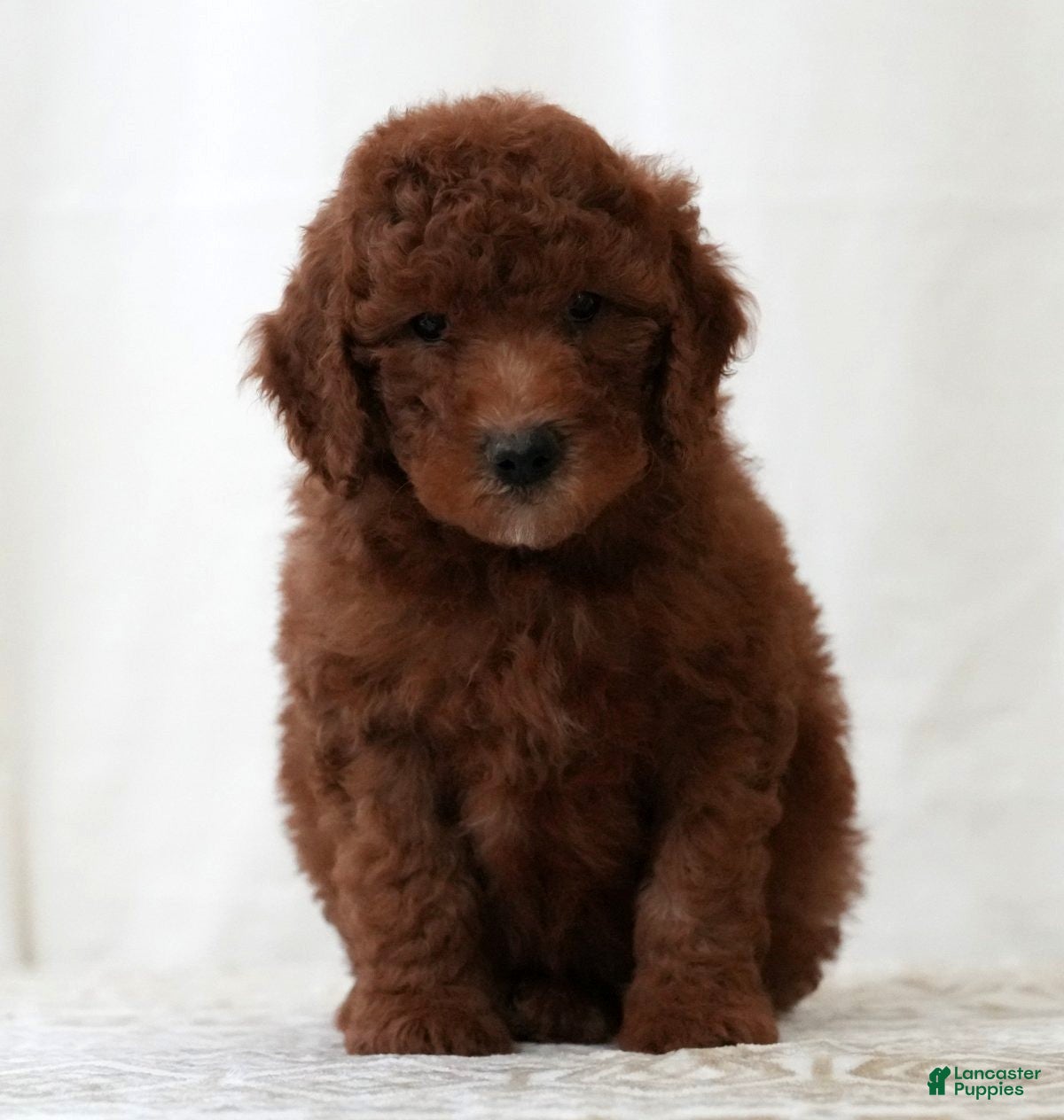 Mini Goldendoodle dogs Jasper - Ad 2