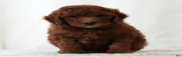Mini Goldendoodle dogs for sale: Jasper - Ad 2
