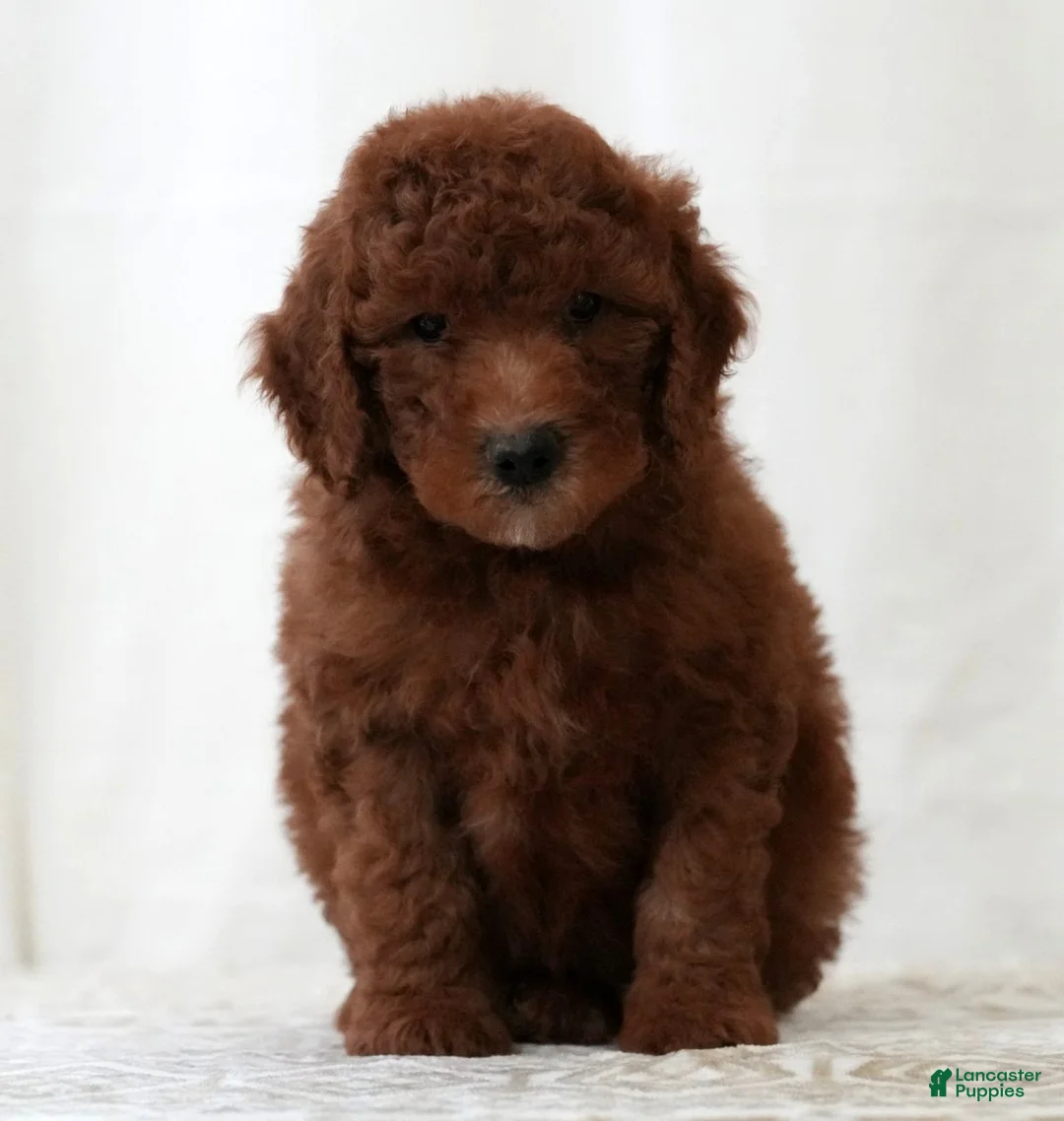 Mini Goldendoodle dogs for sale: Jasper - Ad 2