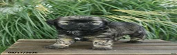 Mixed Breed dogs for sale: Maisy  - Ad 4