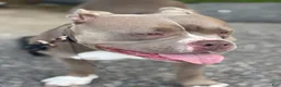 American Bully dogs for sale: American Bully 1 - Ad 5