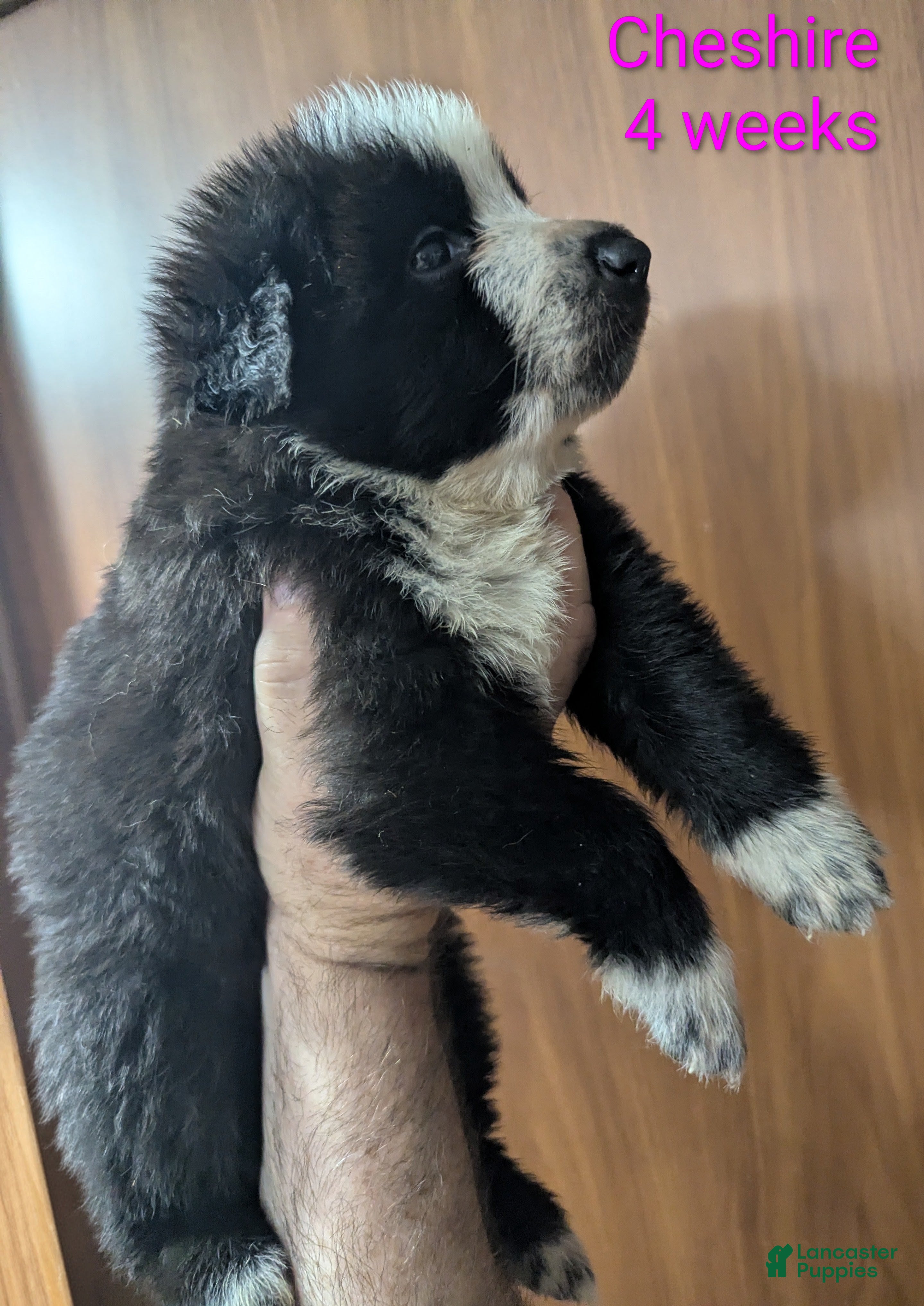 German Shepherd dogs Cheshire  - Ad 3