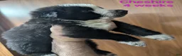 German Shepherd dogs for sale: Cheshire  - Ad 1