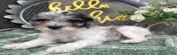 Miniature Poodle dogs for sale: Wesley - Ad 1