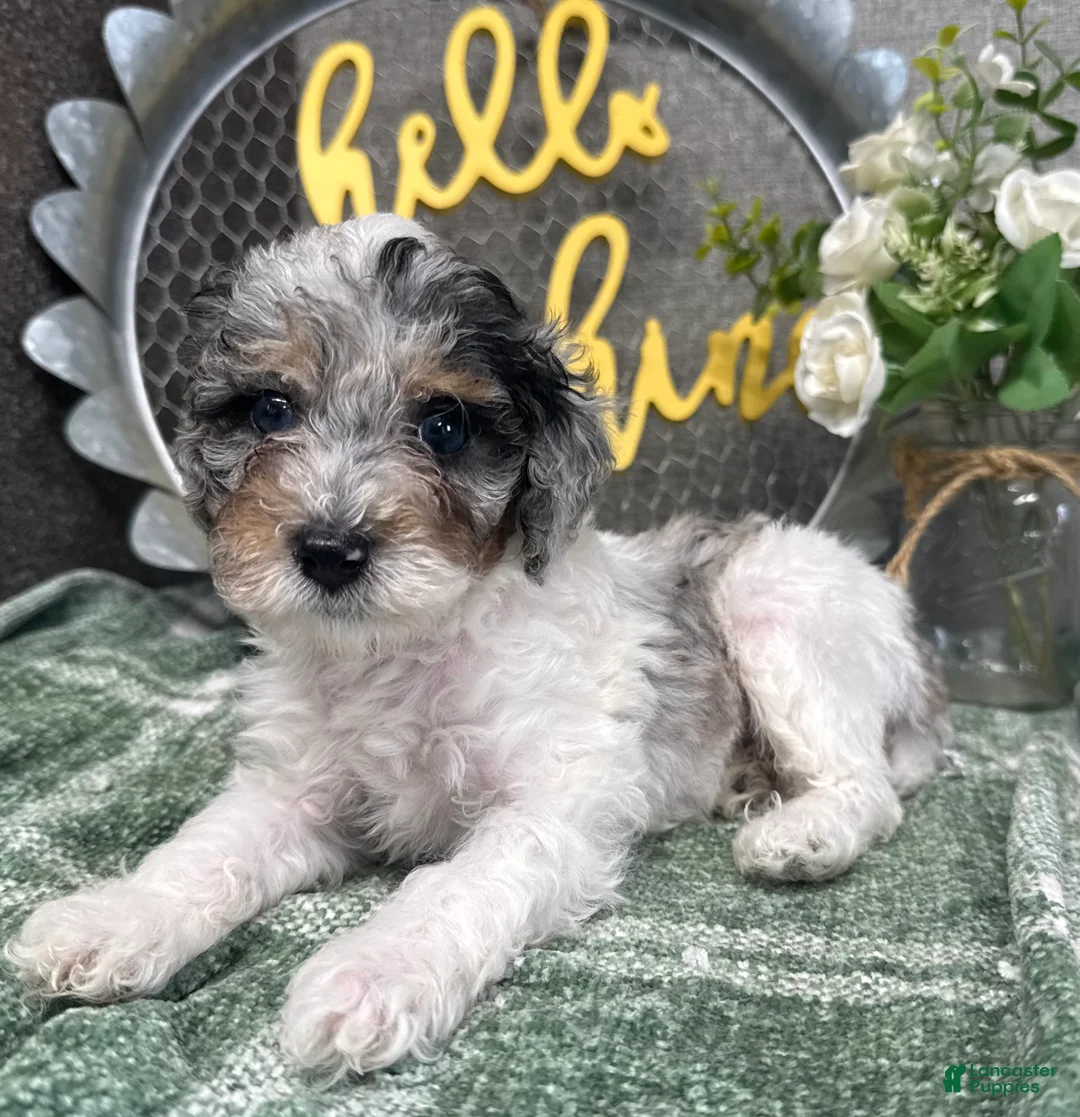 Miniature Poodle dogs for sale: Wesley - Ad 1