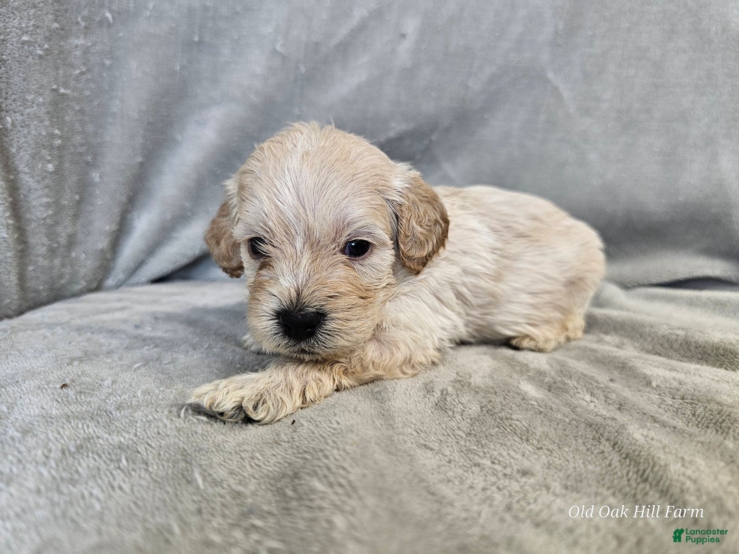 Cavapoo dogs for sale: Alfredo - Ad 3