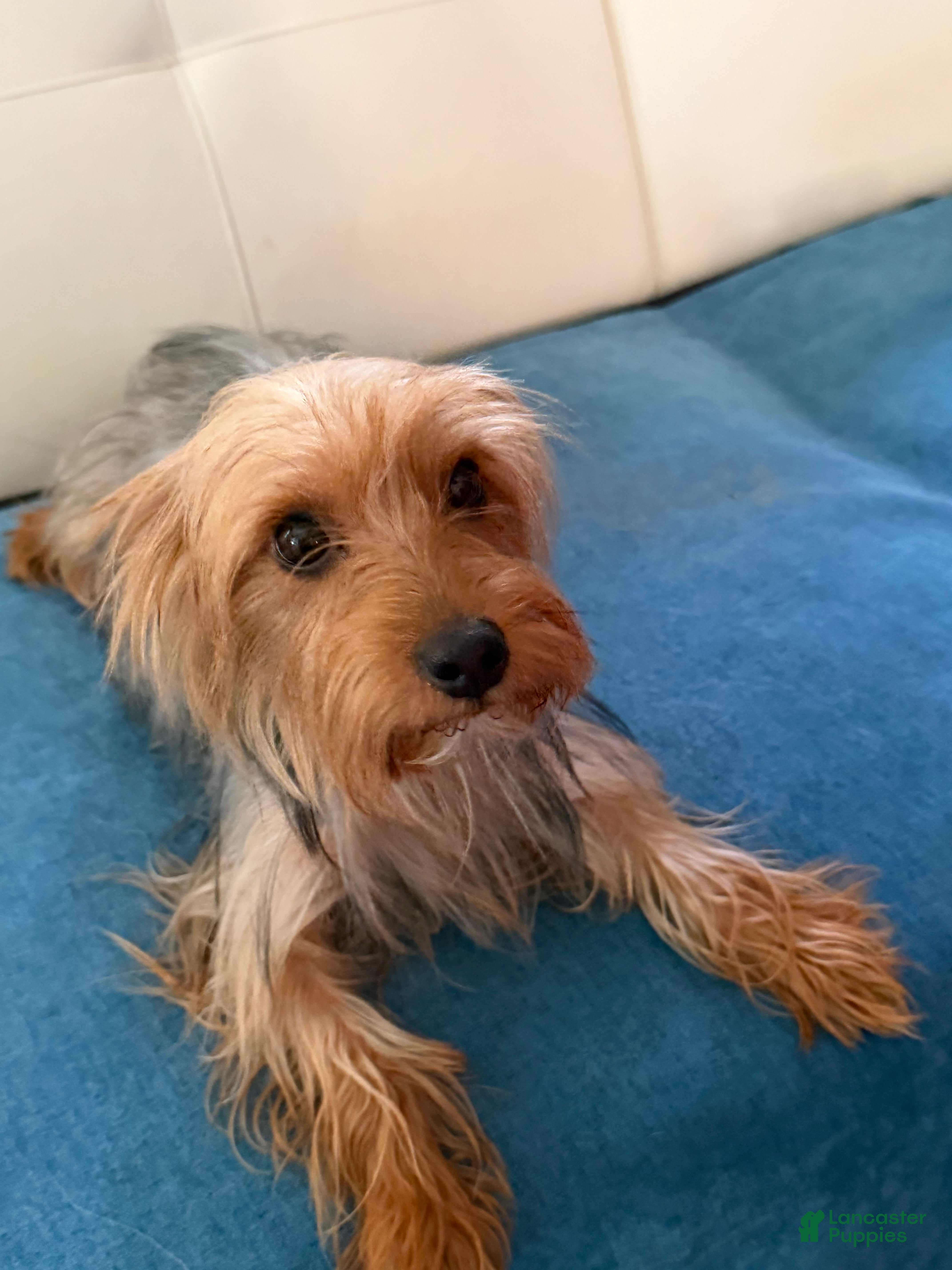 Yorkshire Terrier dogs Yorkshire Terrier 4 - Ad 3