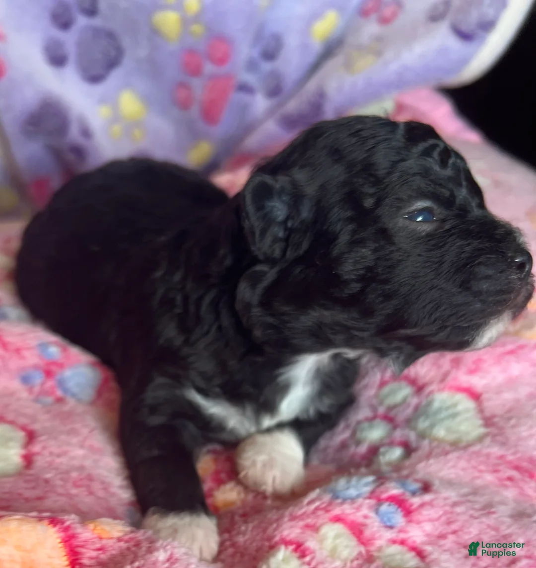 Havanese dogs for sale: Raven - Ad 2